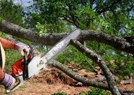 Trusted Bridgeport, CT Tree Services Experts