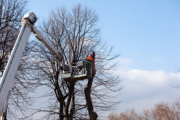 How Our Tree Care Process Works  in  Bridgeport, CT