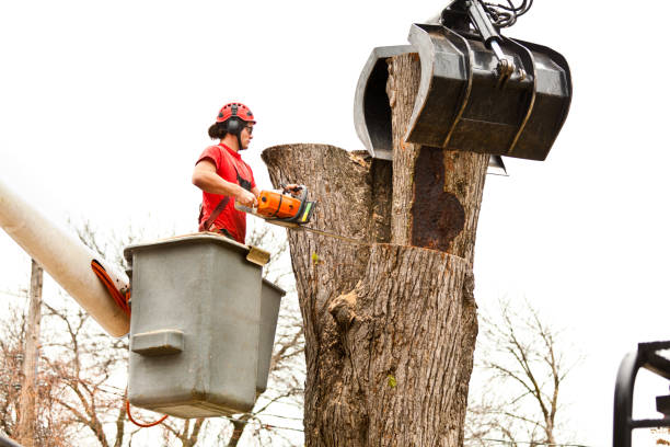 Best Emergency Tree Removal  in Bridgeport, CT